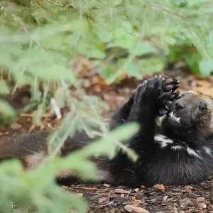 Wolverine or Bear Marten (Gulo gulo) Print - Captive Feeding Wolverine or Bear Marten (Gulo gulo) Print - Captive Feeding