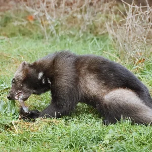 Wolverine Print: Captive in German Meadow Wolverine Print: Captive in German Meadow