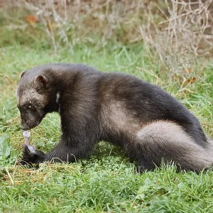 Wolverine Feeding in a German Meadow Print Wolverine Feeding in a German Meadow Print