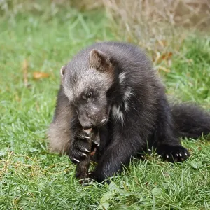 Wolverine or Bear Marten Feeding Print, Germany Wolverine or Bear Marten Feeding Print, Germany