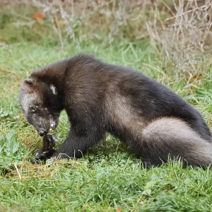 Wolverine or Bear Marten Feeding in a Meadow Print Wolverine or Bear Marten Feeding in a Meadow Print