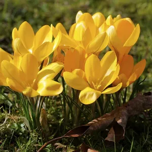 Yellow Crocus (Crocus flavus) Print Yellow Crocus (Crocus flavus) Print