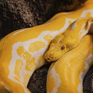 Yellow Python in Croco Park, Agadir - Print