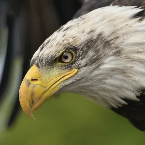 Young Bald Eagle Print