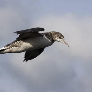 Young Gannet in Flight Print Young Gannet in Flight Print