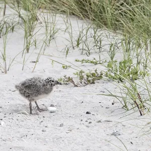 Young Storm Gull Print, Hohwacht, Germany Young Storm Gull Print, Hohwacht, Germany