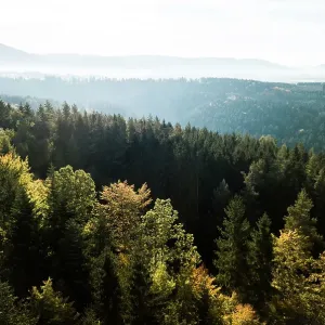 Schwarzwald Schwarzwald