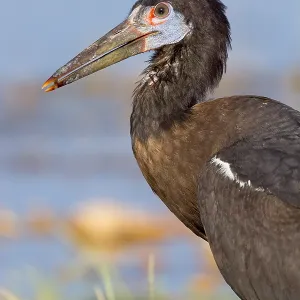 Abdim-Storch