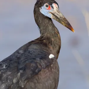 Abdim-Storch