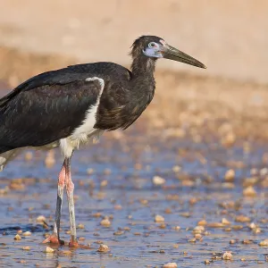 Abdim-Storch