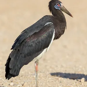 Abdim-Storch