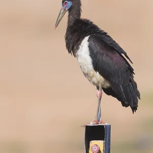 Abdim-Storch