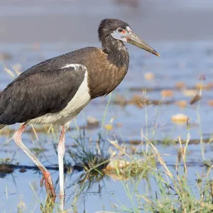 Abdim-Storch