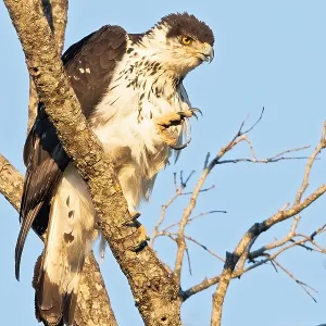 Afrikanischer Habichtsadler Afrikanischer Habichtsadler