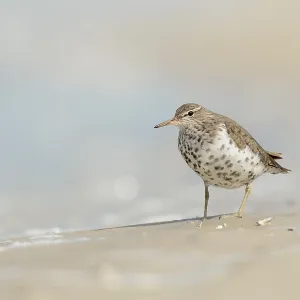 Spotted Sandpiper Print on Beach Spotted Sandpiper Print on Beach