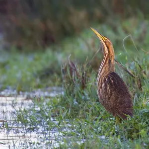 Amerikanische Rohrdommel, Amerikanische Bittern, Botaurus lentiginosus Amerikanische Rohrdommel, Amerikanische Bittern, Botaurus lentiginosus
