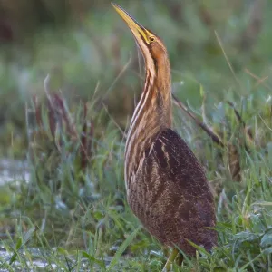 Amerikanische Rohrdommel, Amerikanischer Bittern, Botaurus lentiginosus Amerikanische Rohrdommel, Amerikanischer Bittern, Botaurus lentiginosus