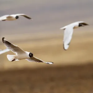 Andean Gulls in Flight Print - Four Birds Over Peru Andean Gulls in Flight Print - Four Birds Over Peru
