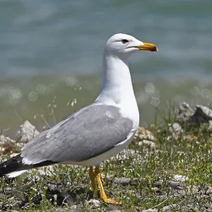 Armenian Gull Print at Lake Sevan, Armenia Armenian Gull Print at Lake Sevan, Armenia