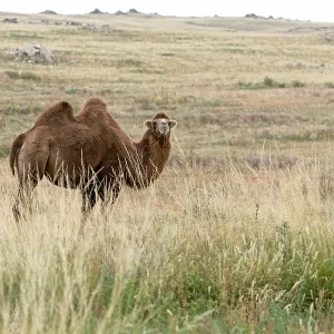 Bactrian Camel Autumn Print in Mongolia Bactrian Camel Autumn Print in Mongolia