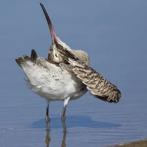 Bar-tailed Godwit Print, Liwa, Oman Bar-tailed Godwit Print, Liwa, Oman