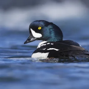 Barrow's Goldeneye Print - Adult Male Swimming in River Barrow's Goldeneye Print - Adult Male Swimming in River