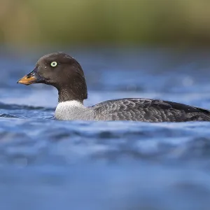 Barrow's Goldeneye Print: Adult Female in River Barrow's Goldeneye Print: Adult Female in River