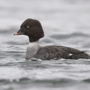 Barrow's Goldeneye Print: Adult Female Swimming in River Barrow's Goldeneye Print: Adult Female Swimming in River
