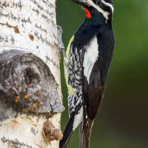 Bergsapspecht Print, Adult male Sphyrapicus thyroideus