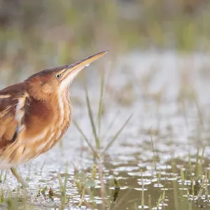 Least Bittern, Ixobrychus exilis Least Bittern, Ixobrychus exilis