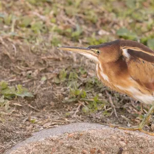 Geringer Brachvogel, Ixobrychus exilis Geringer Brachvogel, Ixobrychus exilis