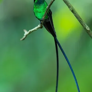 Black-billed Streamertail Print (Trochilus scitulus) - Eastern Jamaica Black-billed Streamertail Print (Trochilus scitulus) - Eastern Jamaica