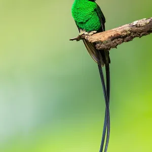 Black-billed Streamertail Print Black-billed Streamertail Print
