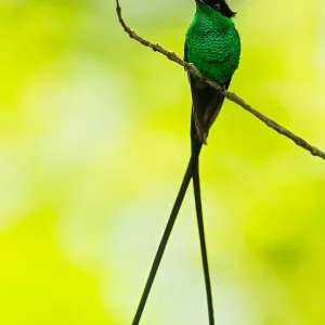 Black-billed Streamertail Print - Eastern Jamaica Endemic Black-billed Streamertail Print - Eastern Jamaica Endemic