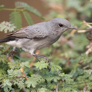 Blackstart Blackstart