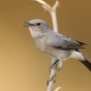 Blackstart Blackstart
