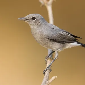 Blackstart Blackstart