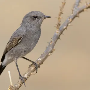 Blackstart Blackstart