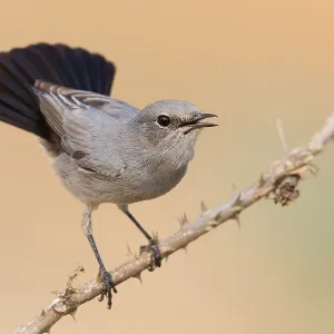 Blackstart Blackstart