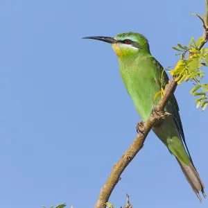 Blue-cheeked Bee-eater Print, Perched on a Branch in Oman Blue-cheeked Bee-eater Print, Perched on a Branch in Oman