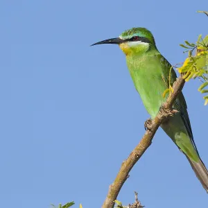 Blue-cheeked Bee-eater Print, Perched on a Branch in Oman Blue-cheeked Bee-eater Print, Perched on a Branch in Oman
