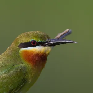 Blau Schwanz-Sperber, Merops philippinus Blau Schwanz-Sperber, Merops philippinus
