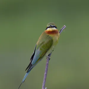 Blau Schwanz-Sperber, Merops philippinus Blau Schwanz-Sperber, Merops philippinus