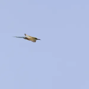 Blau Schwanz-Sperber, Merops philippinus Blau Schwanz-Sperber, Merops philippinus