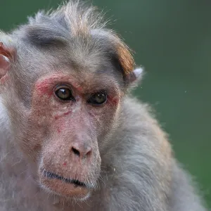 Print of a Bonnet Macaque in Chinnar Wildlife Sanctuary Print of a Bonnet Macaque in Chinnar Wildlife Sanctuary
