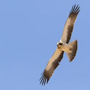 Print of a pale morph Booted Eagle in flight