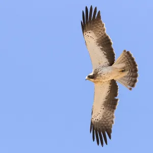 Booted Eagle Print - Pale Morph in Flight