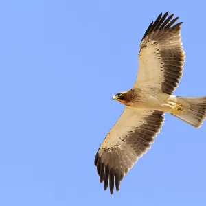 Booted Eagle Print - Juvenile in Flight