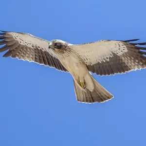 White morph Booted Eagle Print - Desert Flight
