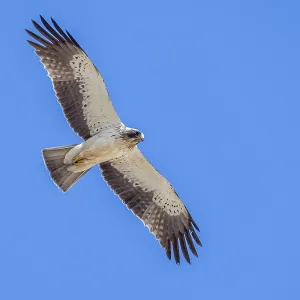 White Morph Booted Eagle Print, Egyptian Desert Landscape